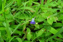 Utricularia albocaerulea